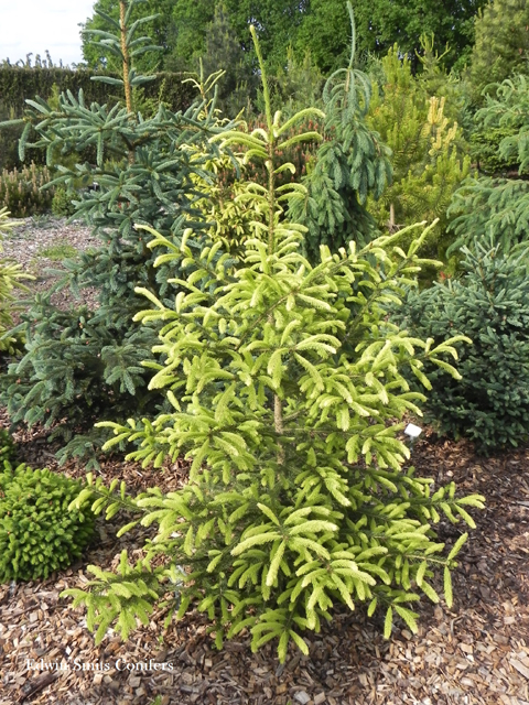 Picea glauca 'Golden Harbour'